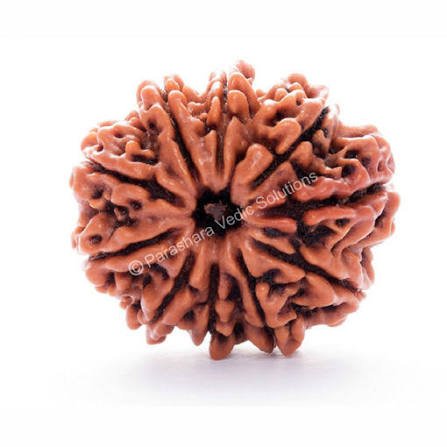 1 Mukhi Rudraksha (Nepali - Lord Shiva Supreme)