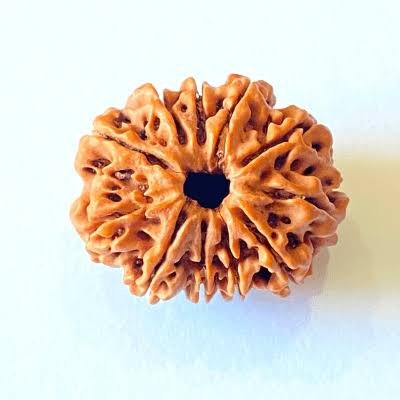 11 Mukhi Rudraksha (Nepali - 11 Rudras & Lord Hanuman)