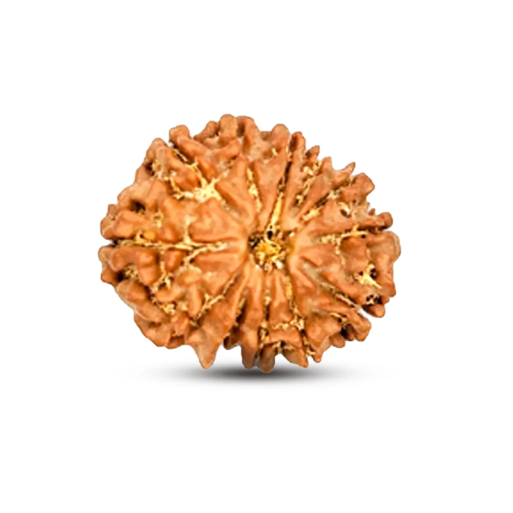 12 Mukhi Rudraksha (Nepali - 12 Adityas Solar Authority & Fame)