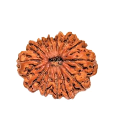 13 Mukhi Rudraksha (Nepali - Lord Kamadeva Magnetism & Charm)