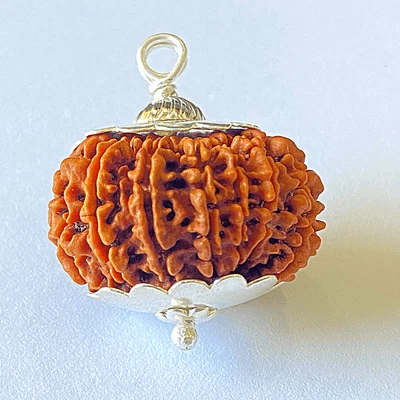 14 Mukhi Rudraksha (Nepali - Devamani / Shiva Third Eye)
