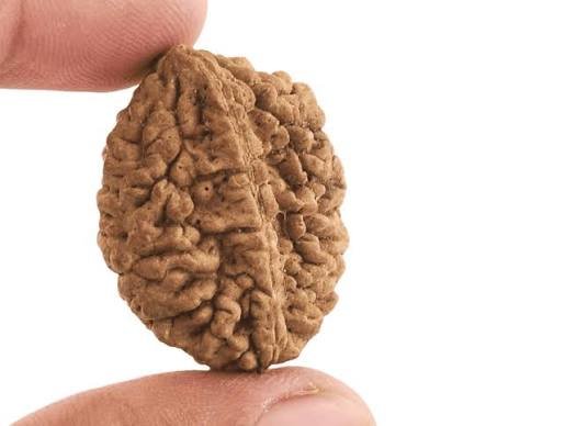 2 Mukhi Rudraksha (Nepali - Ardhanarishwara Harmony)