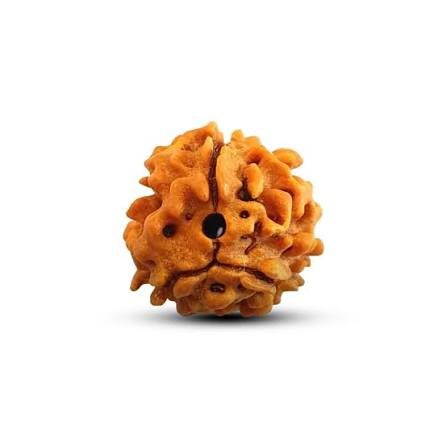 3 Mukhi Rudraksha (Nepali - Lord Agni Self-Confidence)