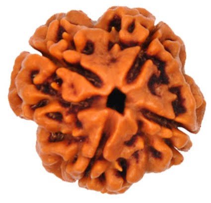 4 Mukhi Rudraksha (Nepali - Lord Brahma Intellect & Wisdom)
