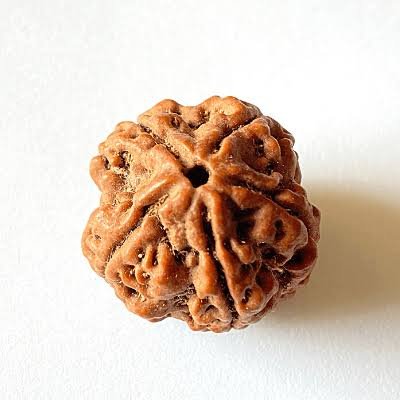 5 Mukhi Rudraksha (Nepali - Kalagni Rudra Peace & Health)