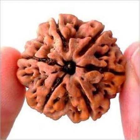 6 Mukhi Rudraksha (Nepali - Lord Kartikeya Willpower & Focus)
