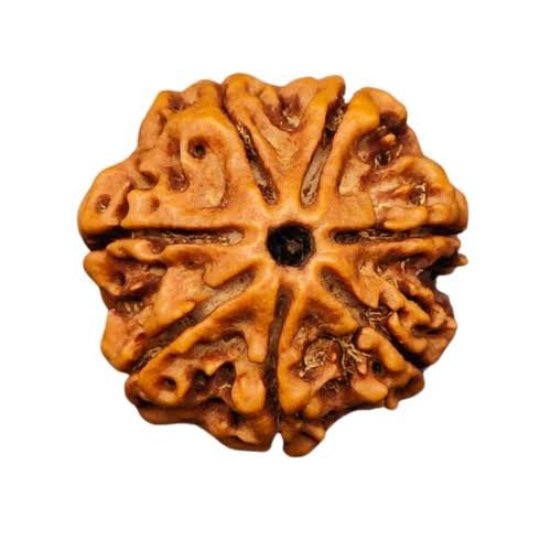 7 Mukhi Rudraksha (Nepali - Goddess Mahalakshmi Wealth & Prosperity)