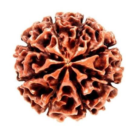 8 Mukhi Rudraksha (Nepali - Lord Ganesha Obstacle Remover)