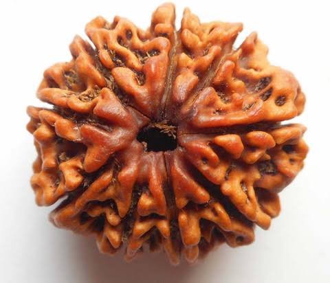 9 Mukhi Rudraksha (Nepali - Goddess Durga Fearlessness & Ketu)