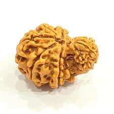 Garbh Gauri Rudraksha (Nepali - Mother Parvati & Child Ganesha)
