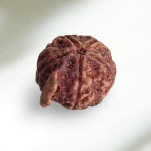 Ganesh Rudraksha (Nepali - Lord Ganesha Trunk Formation)
