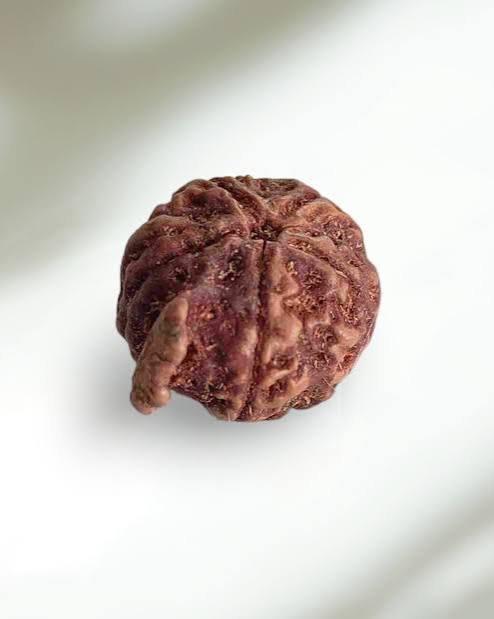 Ganesh Rudraksha (Nepali - Lord Ganesha Trunk Formation)