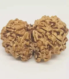 Gauri Shankar Rudraksha (Nepali - Shiva Parvati Divine Union)