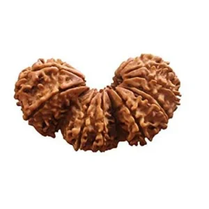 Trijuti Rudraksha (Nepali - Trinity of Brahma, Vishnu & Mahesh)