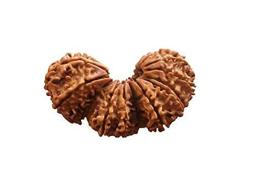 Trijuti Rudraksha (Nepali - Trinity of Brahma, Vishnu & Mahesh)